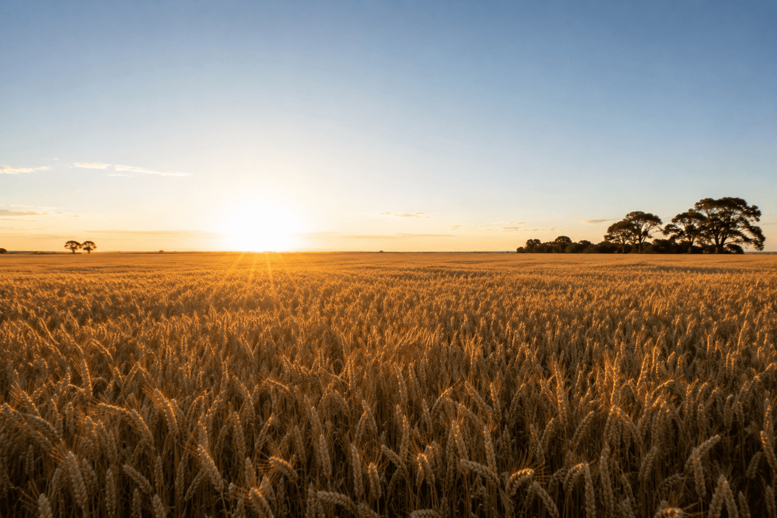 Wheat field at sunset